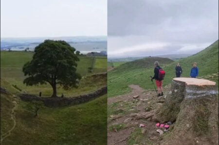 Pohon Robin Hood, Sycamore Gap, Berusia 200 Tahun Ditebang Hanya Karena Iseng Picu Amarah Warga Inggris Pohon Robin Hood, Sycamore Gap, Berusia 200 Tahun Ditebang Hanya Karena Iseng Picu Amarah Warga Inggris