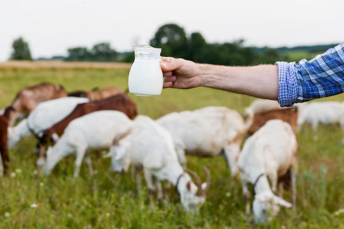 Ini Sederet Manfaat Susu Kambing, Ternyata Bisa Bikin Kulit Jadi Glowing, Gak Kalah Bergizi dari Sapi!