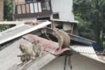 VIRAL Kawanan Monyet Muncul di Pemukiman dan Jalan Raya Dago, Kota Bandung, Pertanda Apa?