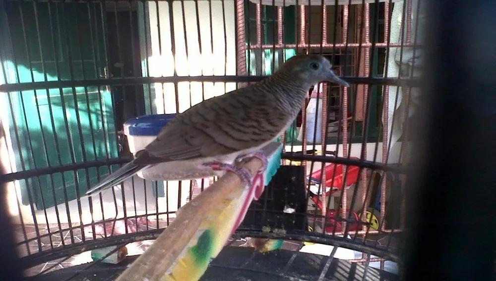 burung perkutut