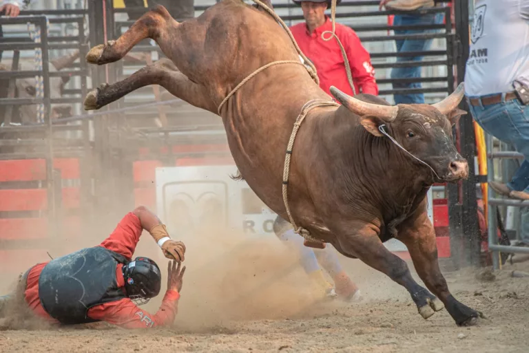 Tradisi Rodeo di Amerika (pexels-coldbeer)