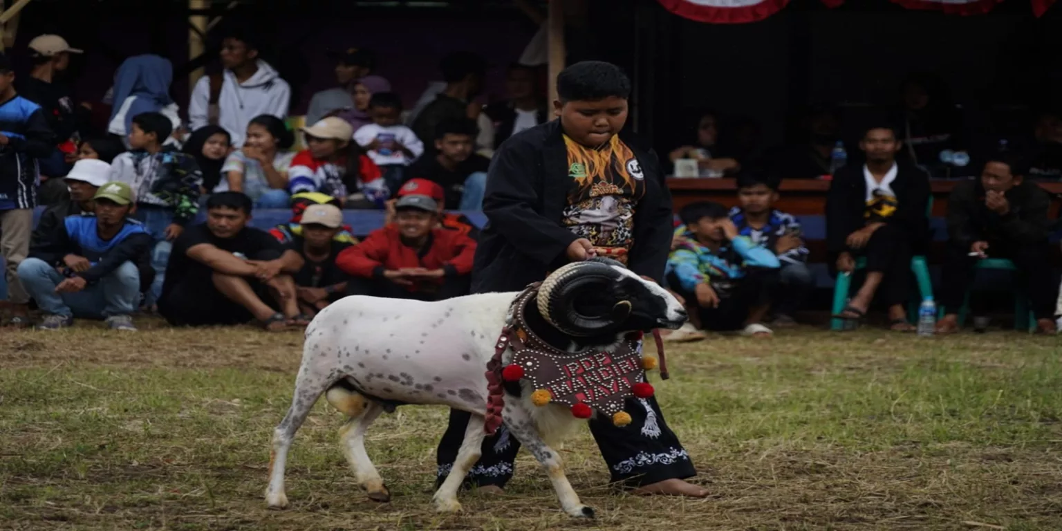 ketangkasan domba garut