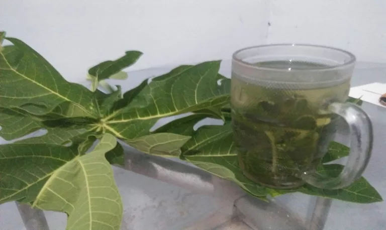 jus daun pepaya untuk DBD