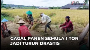Musim Panen Padi Tiba, Namun Hasil Panen Menurun Penen PAdi KUningan
