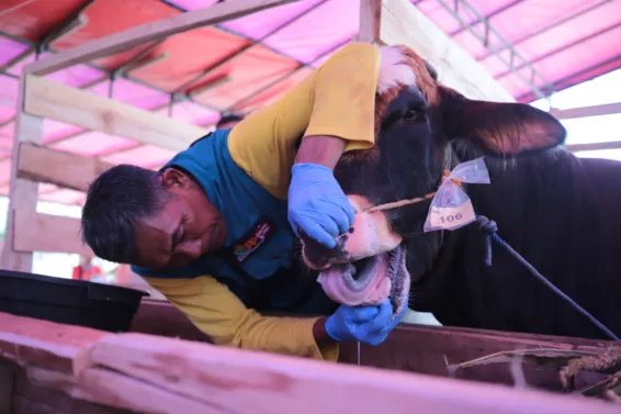 Pemeriksaan hewan kurban