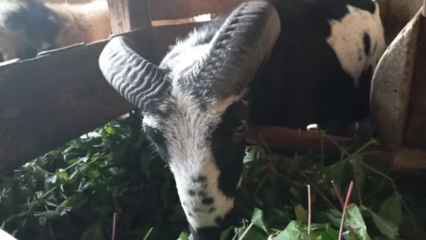 Ilustrasi Hewan Kurban