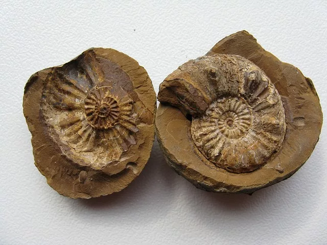 fosil dan artefak