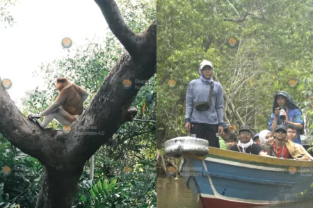 Menelisik Kehidupan Bekantan di Kalimantan Lewat Eksplorasi Nusantara 4.0 Departemen Lingkungan Hidup BEM Kema Universitas Padjajaran.