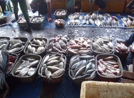 Rantai Dingin Jadi Kendala Keterjangkauan Harga Ikan, Generasi Muda Terbebani Pasar Ikan