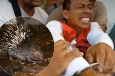 Landak Pak Nyoman Penangkapan Nyoman Landak