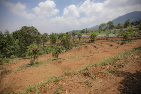 Penghijauan Lahan Kritis, Pemkot Bandung Bakal Tanam 3 Ribu Pohon di Kawasan ini Penghijauan Lahan Kritis, Pemkot Bandung Bakal Tanam 3 Ribu Pohon di Kawasan ini
