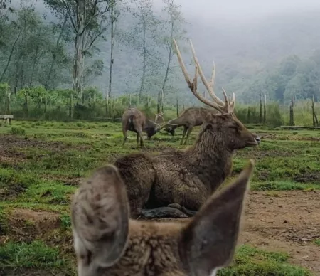 WALHI Jabar Soroti Konflik Agraria di Perkebunan,Pemerintah Diminta Turun Tangan Ranca Upas Ciwidey