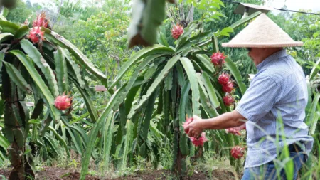 Agro Wisata Memetik Buah Naga di Kebun Buah Naga Purnama, Garut Argowisata Buah Naga di Garut