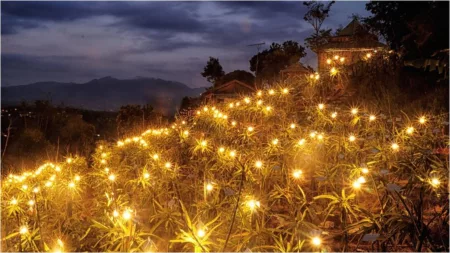 Menikmati Romantisme Lighting di Kebun Buah Naga Purnama Garut Lighting kebun buah naga pesona dengan keindahannya