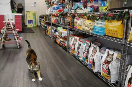 Rekomendasi Petshop Seputaran Cibiru Bandung, Cocok Untuk Hewan Kesayangan Kamu Rekomendasi Petshop Seputaran Cibiru Bandung, Cocok Untuk Hewan Kesayangan Kamu