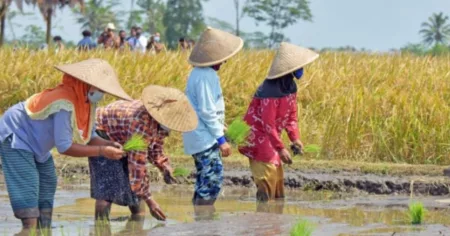 Bisa Dapat Rp 10 Juta Per Bulan! Begini Cara Mendaftar Program Petani Milenial Berikut cara mendaftar program petani milenial