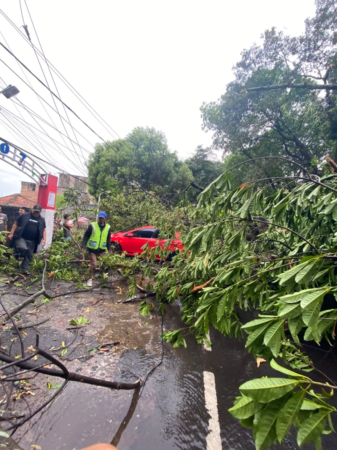 Pohon tumbang di Bandung