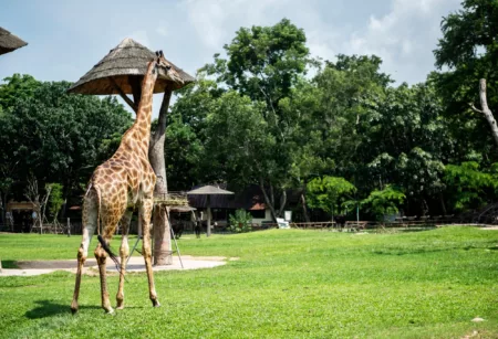 Dua Petinggi Yayasan Margasatwa Tamansari Ajukan Praperadilan Usai Ditetapkan Tersangka Kebun Binantang Bandung