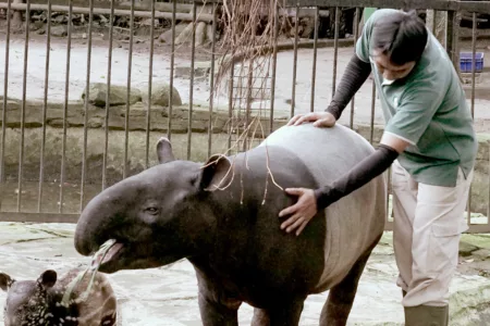 Kondisi Bandung Zoo: Satwa Jadi Prioritas Utama, 710 Ekor Tetap Terawat Kebun Binatang Bandung