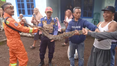 Ngeri! Petugas Damkar Evakuasi Dua Ular Sanca Kembang Berukuran Besar di Kabupaten Tasikmalaya. Petugas Damkar Kabupaten Tasikmalaya Saat Evakuasi Ular Sanca Kembang berukuran Besar.