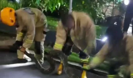 Damkar Kota Tasikmalaya Evakuasi Ular Piton 4 Meter di Perumahan Damkar Kota Tasikmalaya Evakuasi Ular Piton 4 Meter di Perumahan