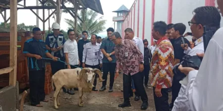 Hari Bakti Imigrasi: Asep Kurnia Tinjau Peternakan Domba Garut di Lapas Hari Bakti Imigrasi: Asep Kurnia Tinjau Peternakan Domba Garut di Lapas