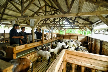 Jabar Perkuat Ketahanan Pangan Melalui Pengembangan Pembibitan Domba Garut Jabar Perkuat Ketahanan Pangan Melalui Pengembangan Pembibitan Domba Garut