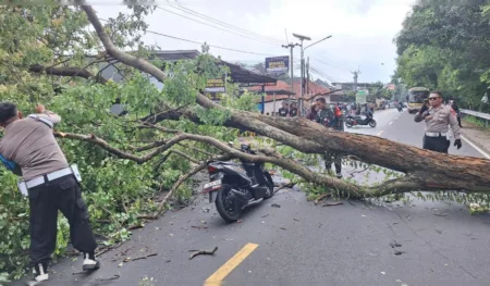 Pohon Tumbang di Jalur Cirebon-Kuningan, Kemacetan 10 Kilometer di Hari Imlek Pohon Tumbang di Jalur Cirebon-Kuningan, Kemacetan 10 Kilometer di Hari Imlek