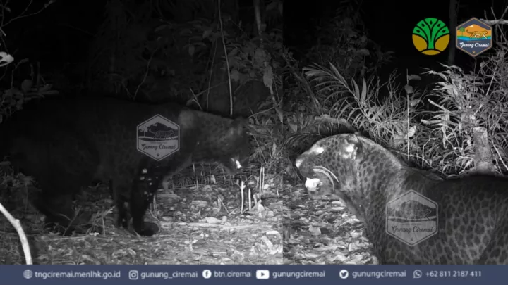 Macan Tutul Jawa di Gunung Ciremai Berhasil Terpantau Kamera Jebak Macan Tutul Jawa di Gunung Ciremai Berhasil Terpantau Kamera Jebak