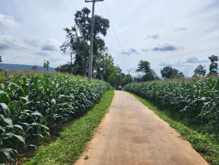 Garut Bersiap Panen Raya Jagung, Target Produksi Capai 513 Ribu Ton Garut Bersiap Panen Raya Jagung, Target Produksi Capai 513 Ribu Ton