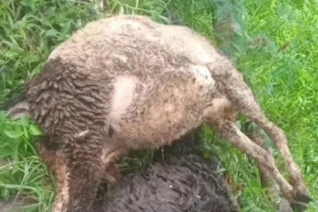 Belasan Kambing di Desa Wano Mati Diserang Anjing Hutan Kambing di Desa Wano Mati Diserang Anjing Hutan