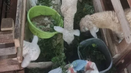 Pencurian Kambing Marak di Kuningan Selatan Saat Ramadan Ilustrasi Pencurian Kambing di Kuningan Selatan