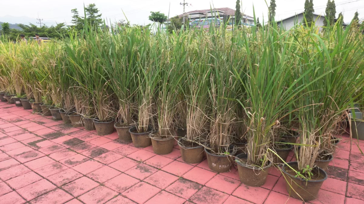 Polres Sumedang Pecahkan Rekor MURI Panen Padi di Ember Terbanyak Panen Padi Ember di Sumedang Pecahkan Rekor MURI