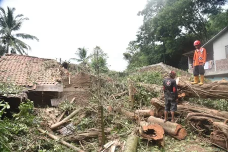 Tiga Rumah di Sidapurna Ambruk Tertimpa Pohon Raksasa Tiga Rumah di Sidapurna Ambruk Tertimpa Pohon Raksasa