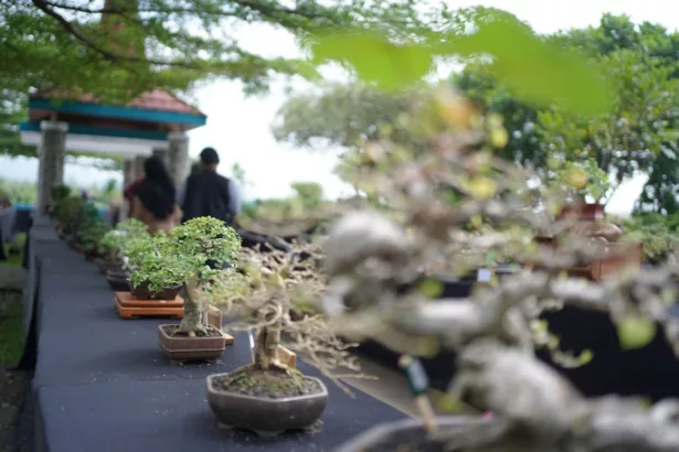 Bonsai Lokal Jadi Simbol Cinta Alam dan Seni Kreatif Kabupaten Bandung