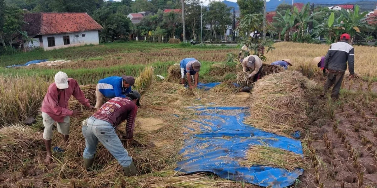 Panen Berlimpah Petani Kuningan