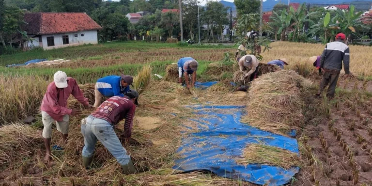 Panen Berlimpah Petani Kuningan