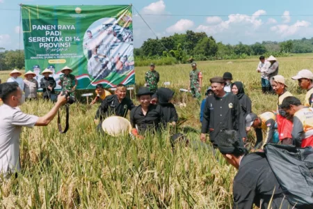 Om Zein Pimpin Panen Raya dan Tegaskan Benteng Pangan Purwakarta Panen Raya Padi Serentak di Purwakarta