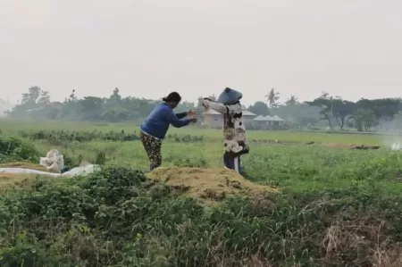 Jawa Barat Tergeser, Kini Jawa Timur Lumbung Padi Terbesar Petani Menggarap Sawahnya