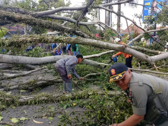 Warga Terkejut Pohon Besar Tumbang di Alun-Alun Tarogong Kaler Garut