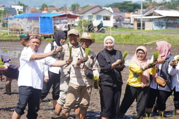 Wakil Bupati Garut, Putri Karlina, tanam padi bareng pada kegiatan tanam padi serentak di 14