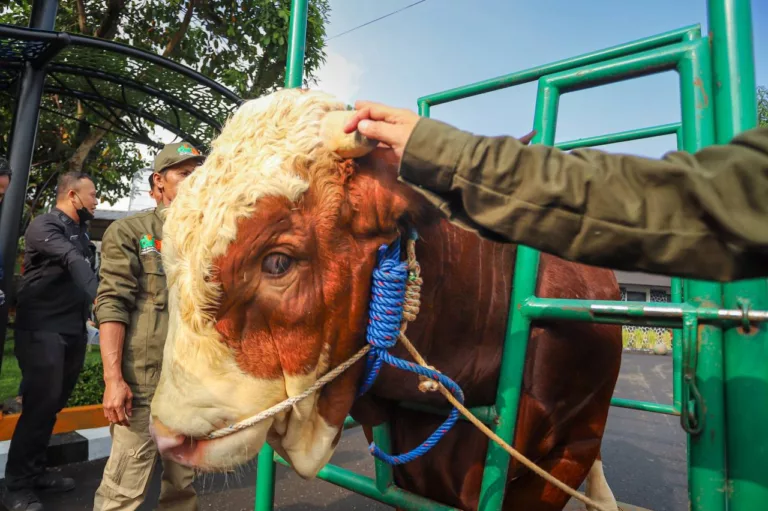 DKPP Bandung Fokus Kendalikan Kucing Liar dan Periksa Hewan Kurban Jelang Iduladha
