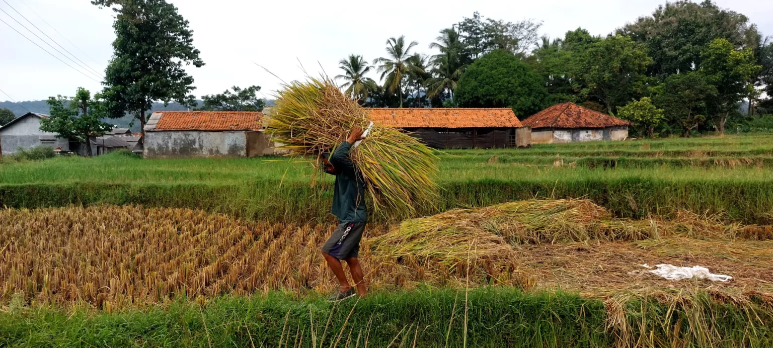 Ilustrasi sawah
