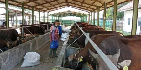Hewan Qurban di Salahsatu Peternakan di Majalengka