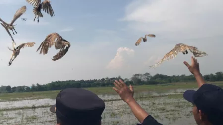 Majalengka Lepas 1.000 Burung Hantu untuk Kendalikan Hama Tikus Sawah