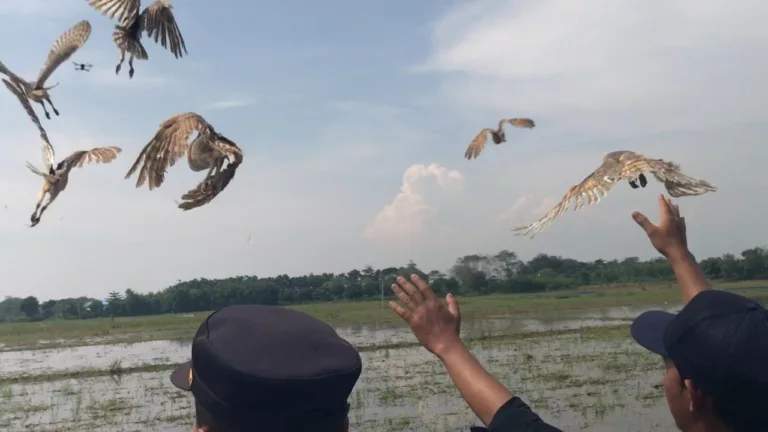 Majalengka Lepas 1.000 Burung Hantu untuk Kendalikan Hama Tikus Sawah