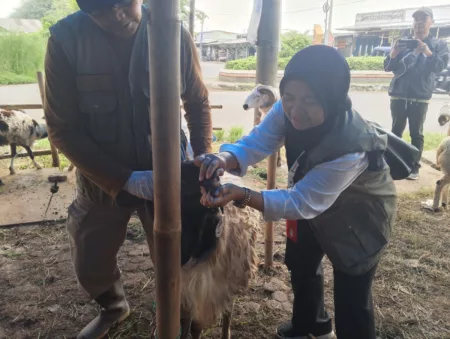 DKPP Karawang periksa hewan kurban