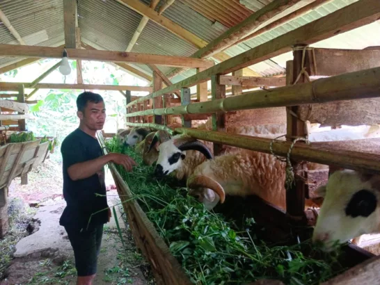 para peternak domba di Kabupaten Purwakarta mulai kebanjiran pesanan. Meski lebaran masih lebih dari satu minggu lagi
