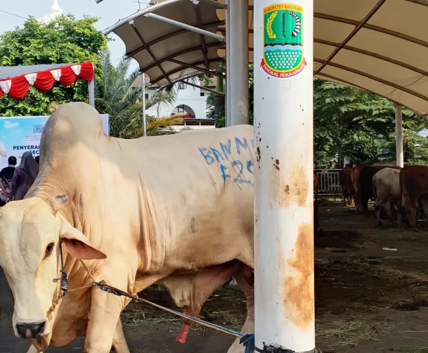 Karawang Dapat 2 Ekor hewan kurban Dari Presiden RI 