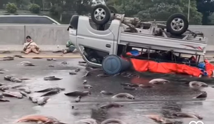 Mobil Pick Up Bermuatan Ikan Lele Terbalik di Tol Jakarta-Cikampek, Lalu Lintas Macet 7 Kilometer